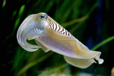 Cuttlefish .